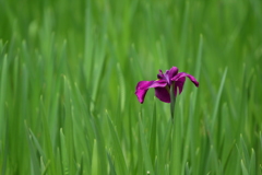 早起きの花ショウブ（まだみんな寝ている）