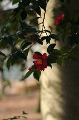 花びら揺れてⅡ