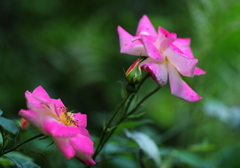 薔薇