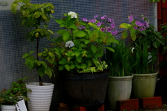 鉢植えの花