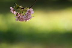 河津桜
