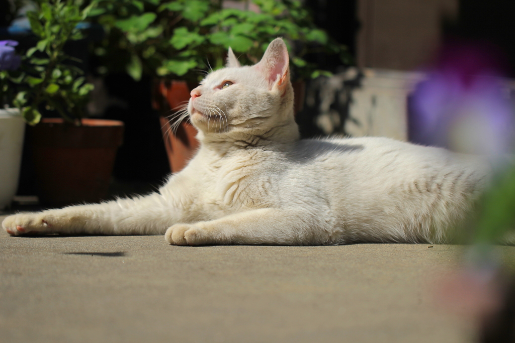 あの空を飛べたらなぁ～♪