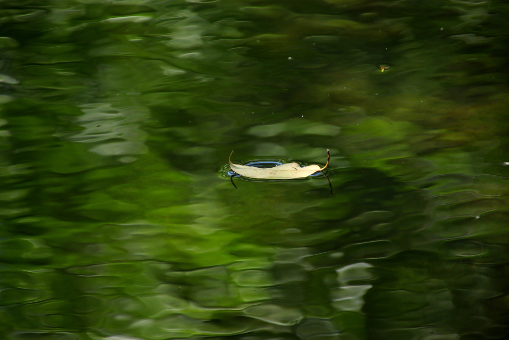 浮かぶ