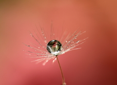 薔薇色の囁き