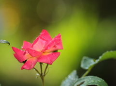朝の薔薇