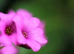 花は花は～♪花は咲く～♪