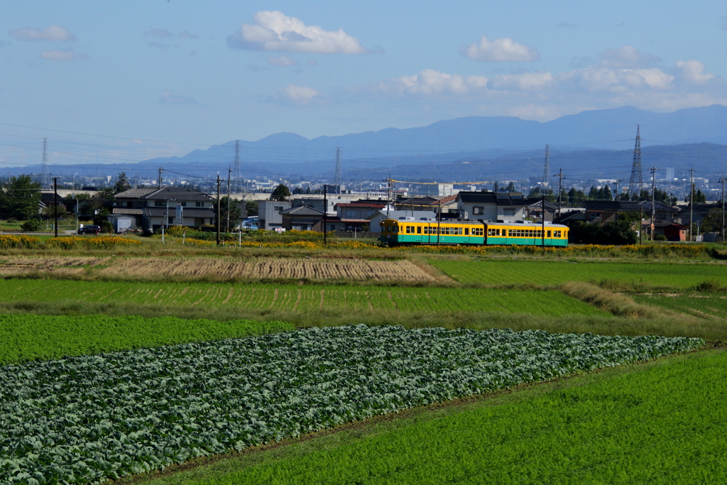 かぼちゃ君~♪