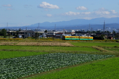 かぼちゃ君~♪
