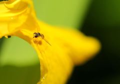 まるでブローチのような