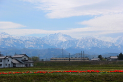 立山連峰とチューリップの間を走る