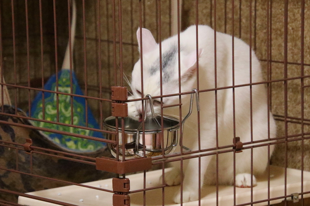 手で水をすくって飲むサム（catハウスの中）