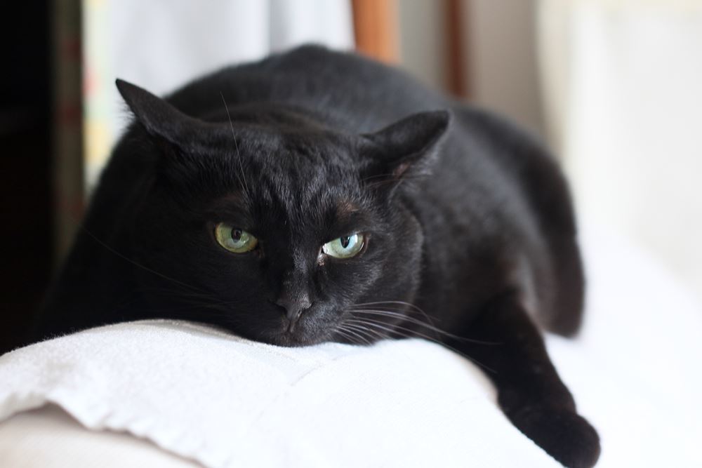 近づくな！　ニャンチュウ