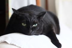 近づくな！　ニャンチュウ