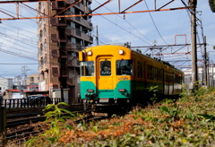 かぼちゃ君～♪