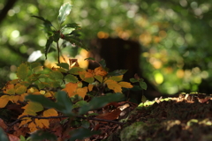 木漏れ日の森