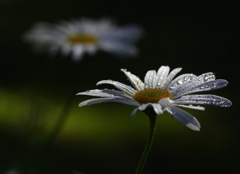 花と雫