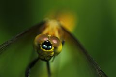 相性の良い子とはいつまでも見つめ合える