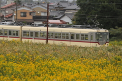 黄色の中を走る