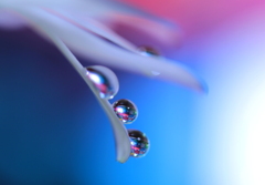 心海ＤＲＯＰＳ　75