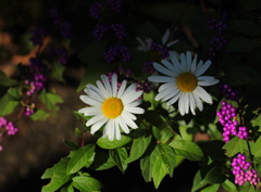 陽の当たる場所で