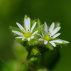 白い小さな花