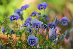 花（それぞれ賑わいの中）