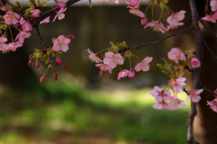 河津桜