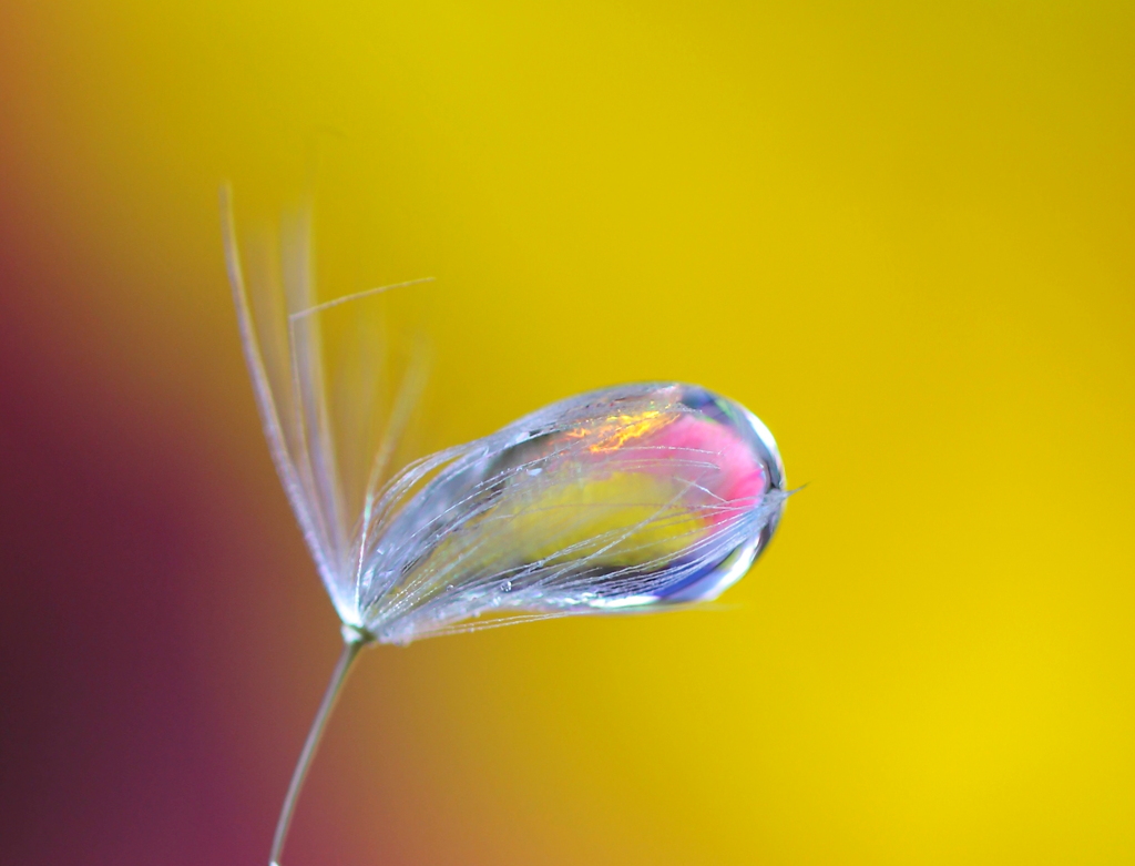 イエローストーン