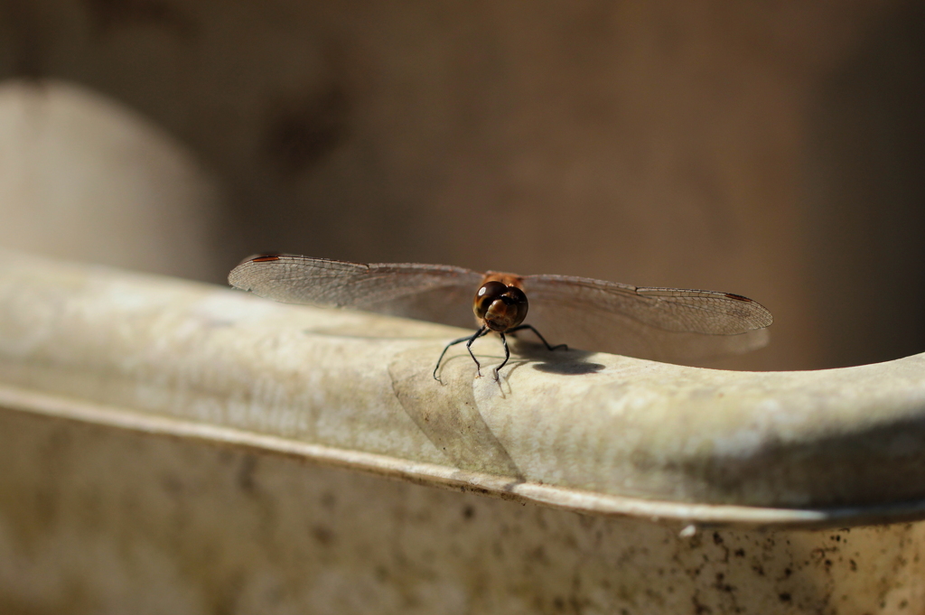 見つめられて・・・