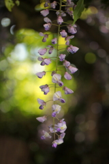 藤の花