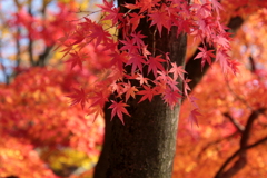紅葉