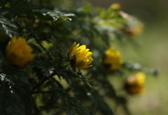 この花、フクジュソウ（福寿草）