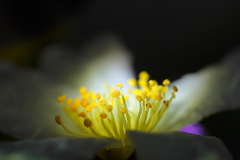 蕊