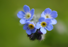 水色の小さな花