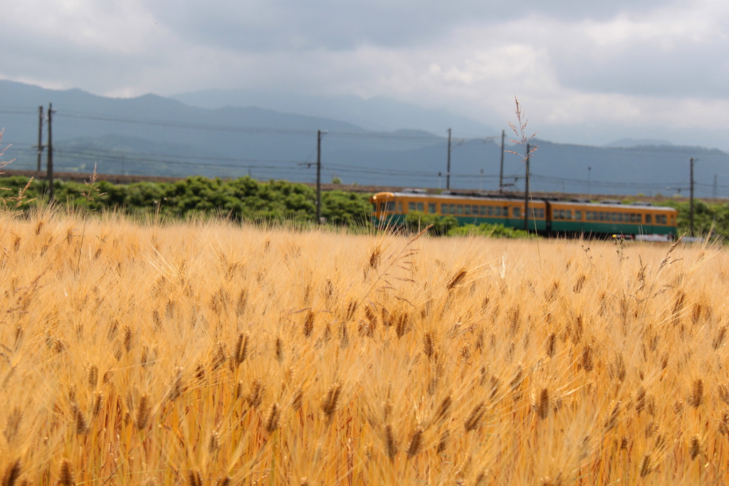 麦畑を通過中～♪