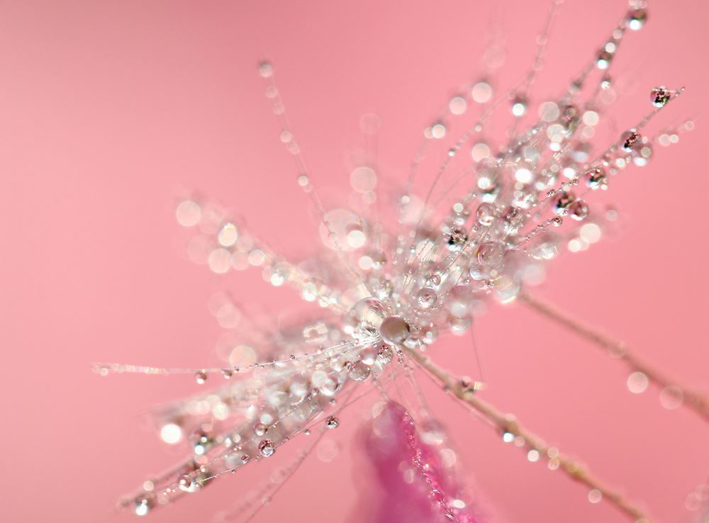 水玉簪