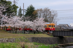 桜とダブルデッカー君