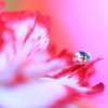 心海ｄｒｏｐｓ