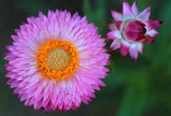 満開とこれから・・・・