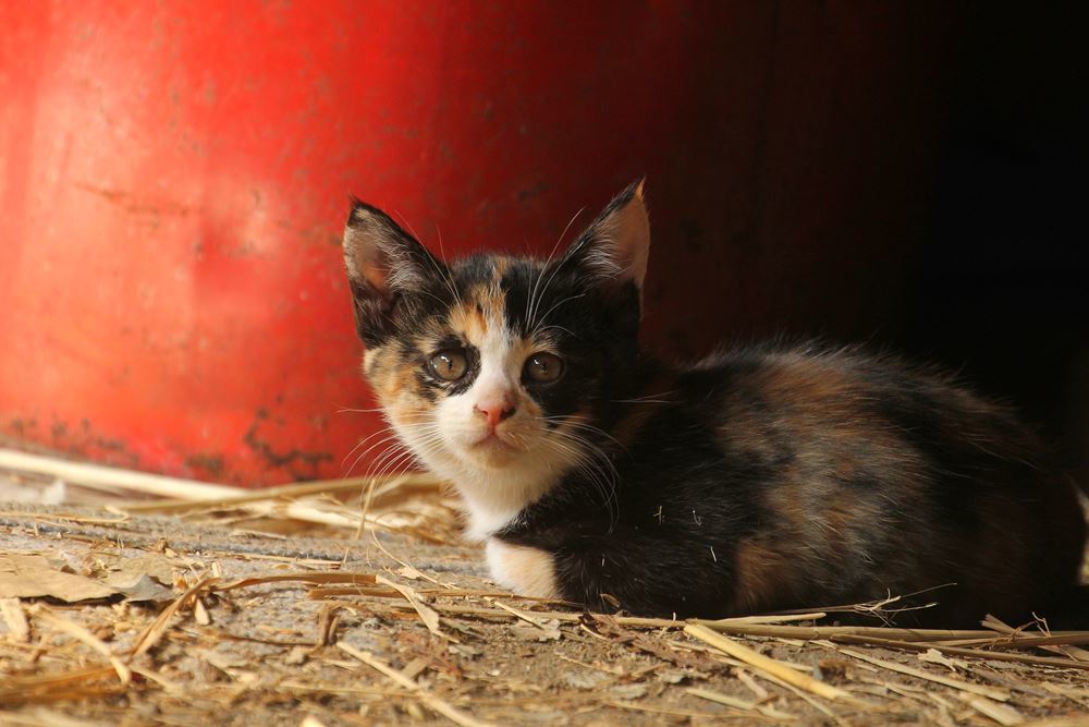 ボクのこと呼んだ？