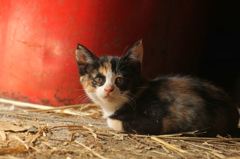 ボクのこと呼んだ？