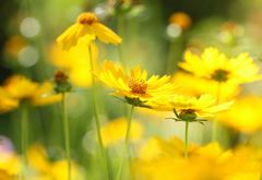 キバナコスモス