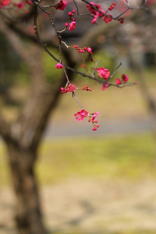 紅梅Ⅱ