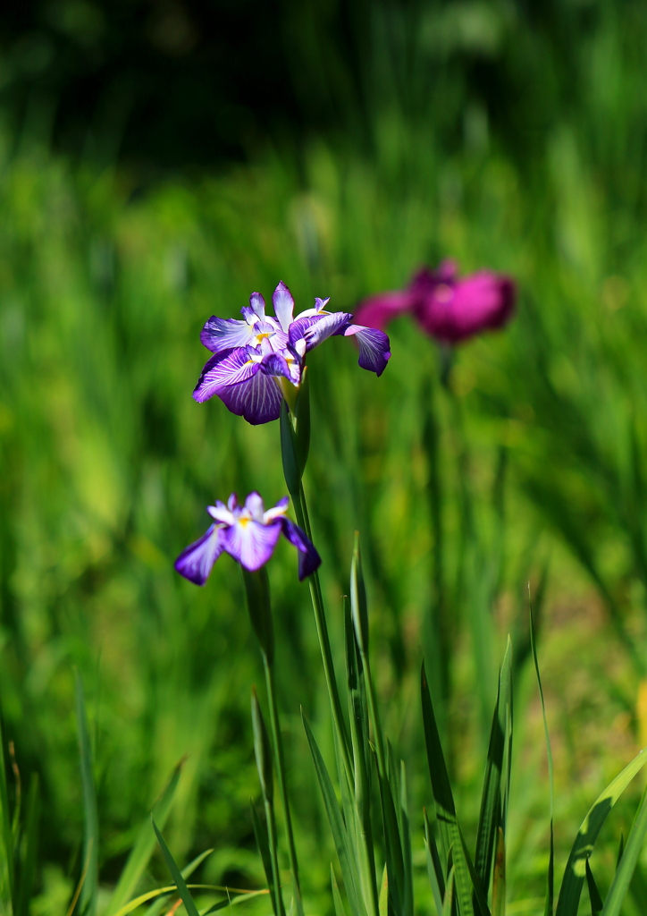 花菖蒲