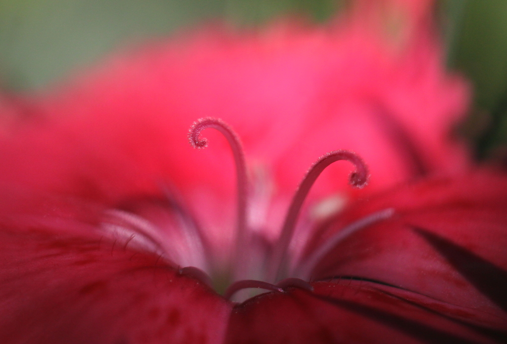 赤い色は元気色