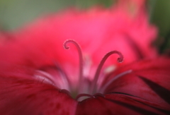 赤い色は元気色