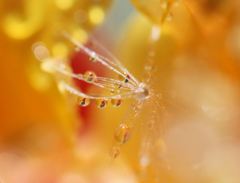 ピアスにいがが？