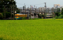 すれ違い（かぼちゃ君とダイコン君）