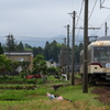 ダイコン君～♪