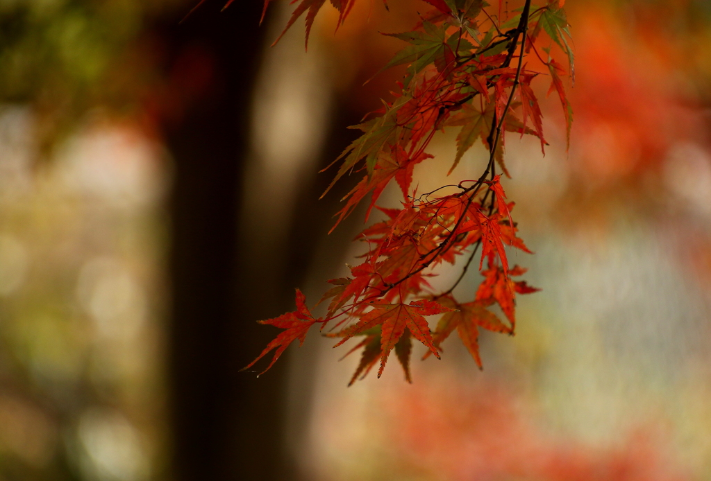 紅葉